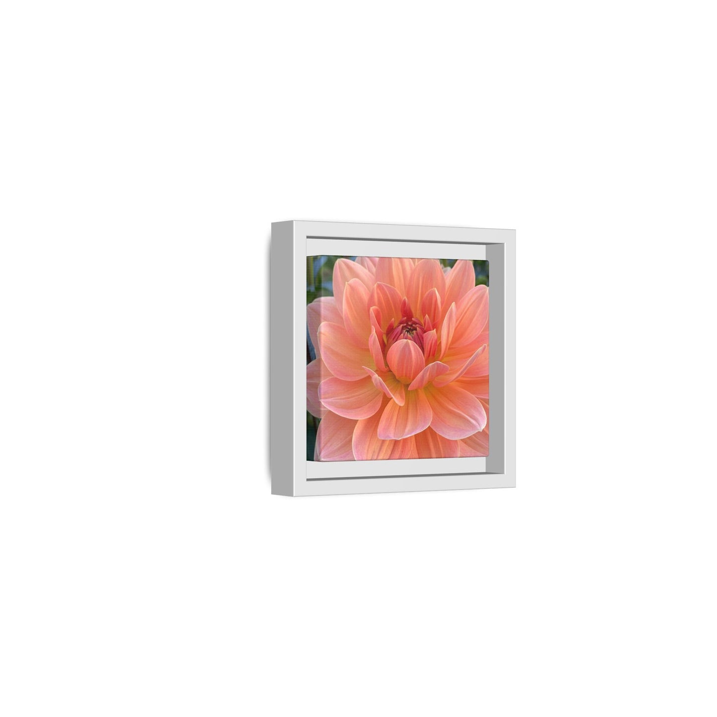 Water Lily Dahlia on Matte Canvas with White Frame