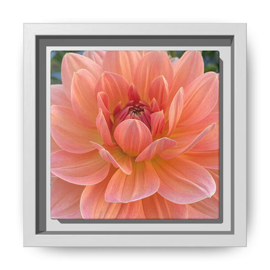 Water Lily Dahlia on Matte Canvas with White Frame