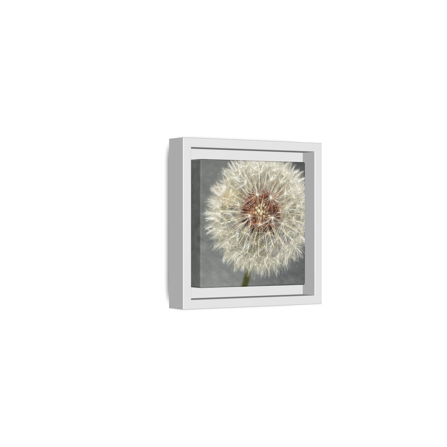 Dandelion Wish on Matte Canvas with White Frame